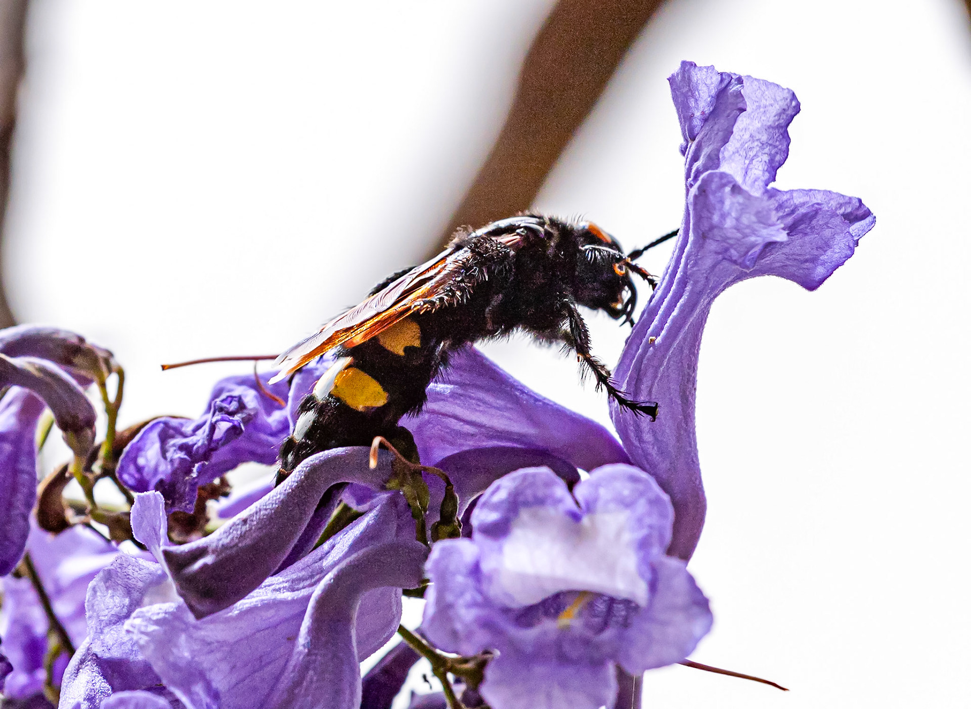 Mammoth Wasp in Siena Botanics 19 June 2024