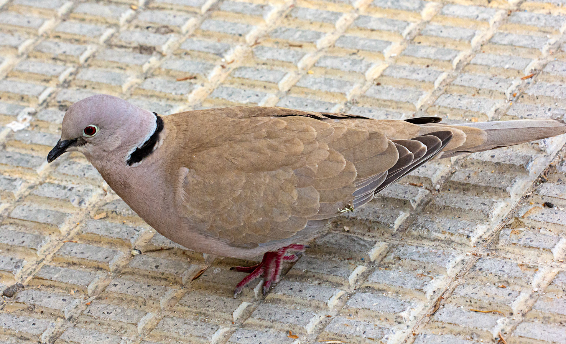 Collared Dove in Altea 18 March 2024