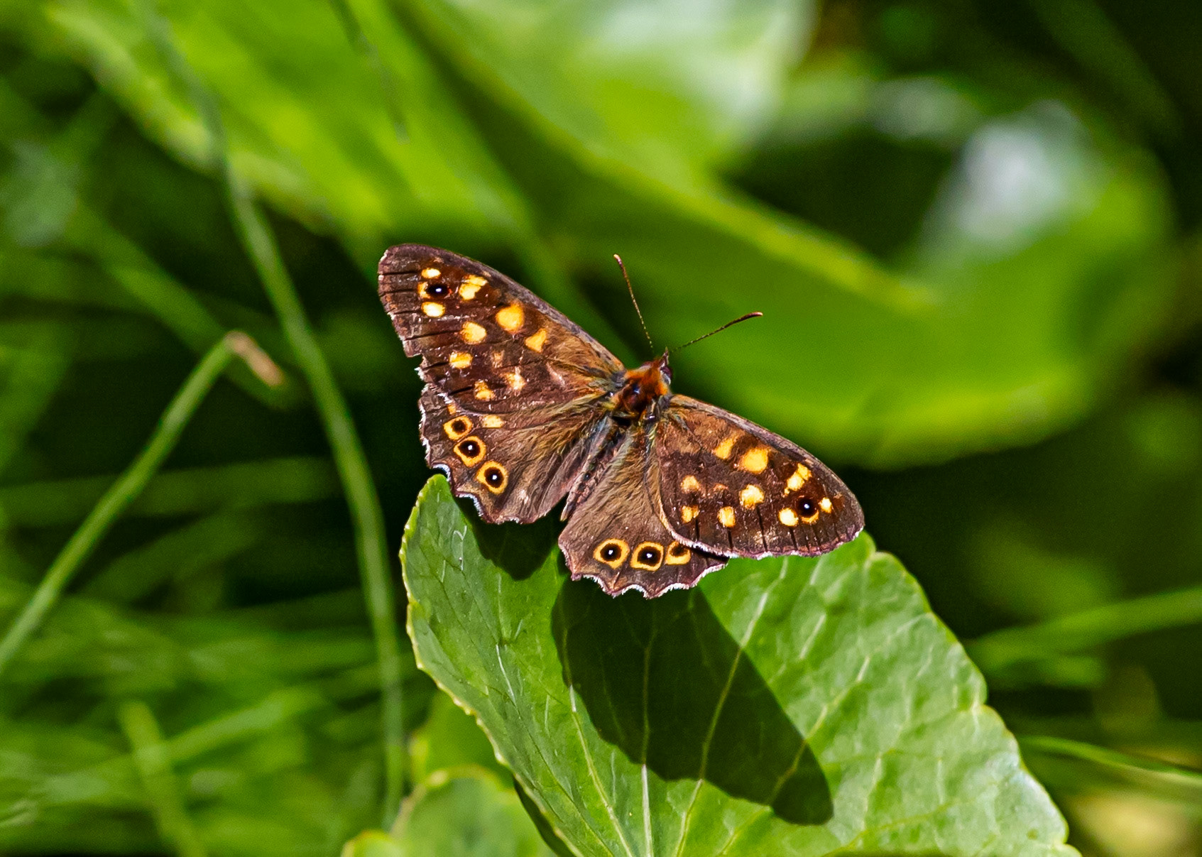 Butterflies in Siena Botanics 19 June 2024
