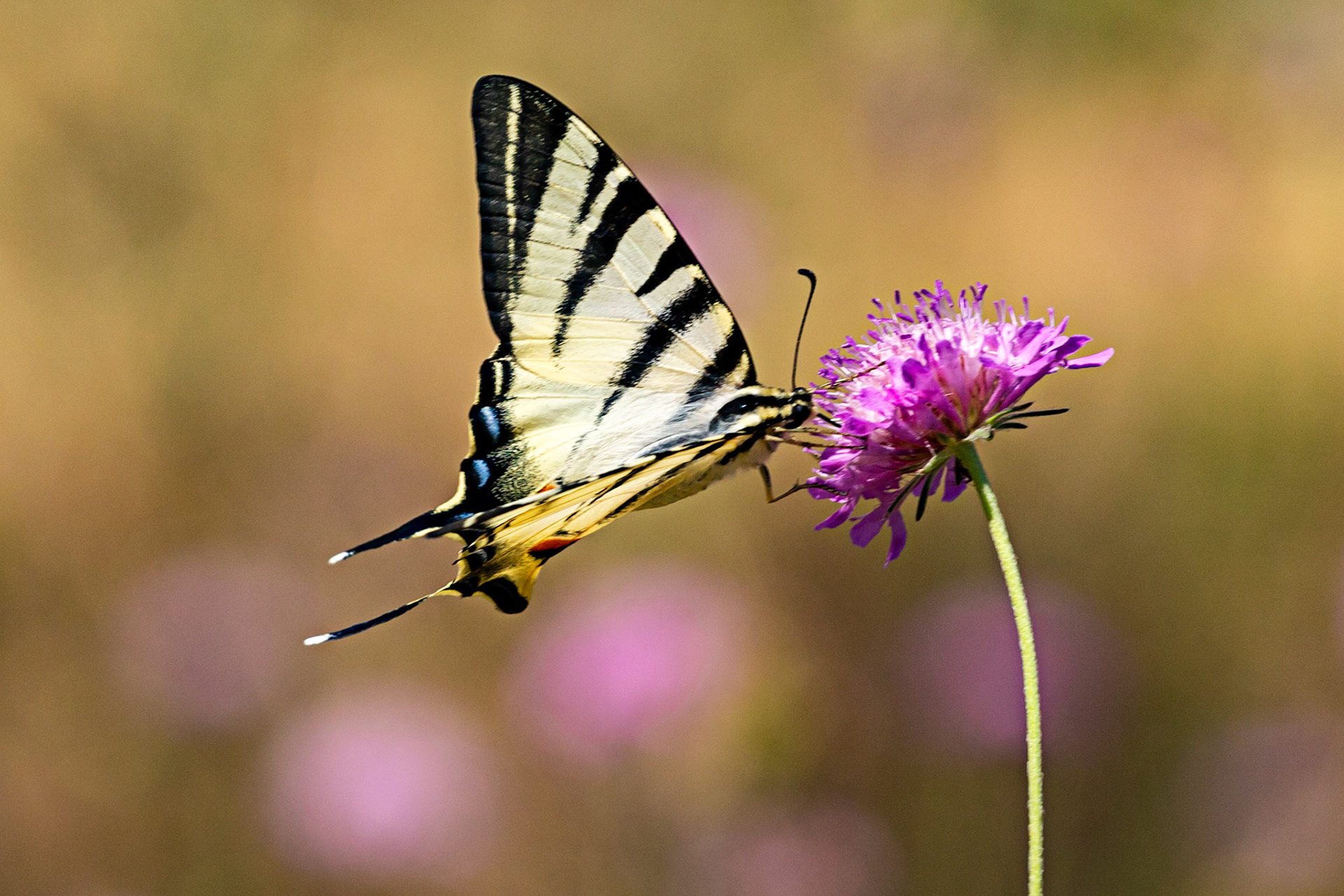 Monteriggioni 22 June 2024