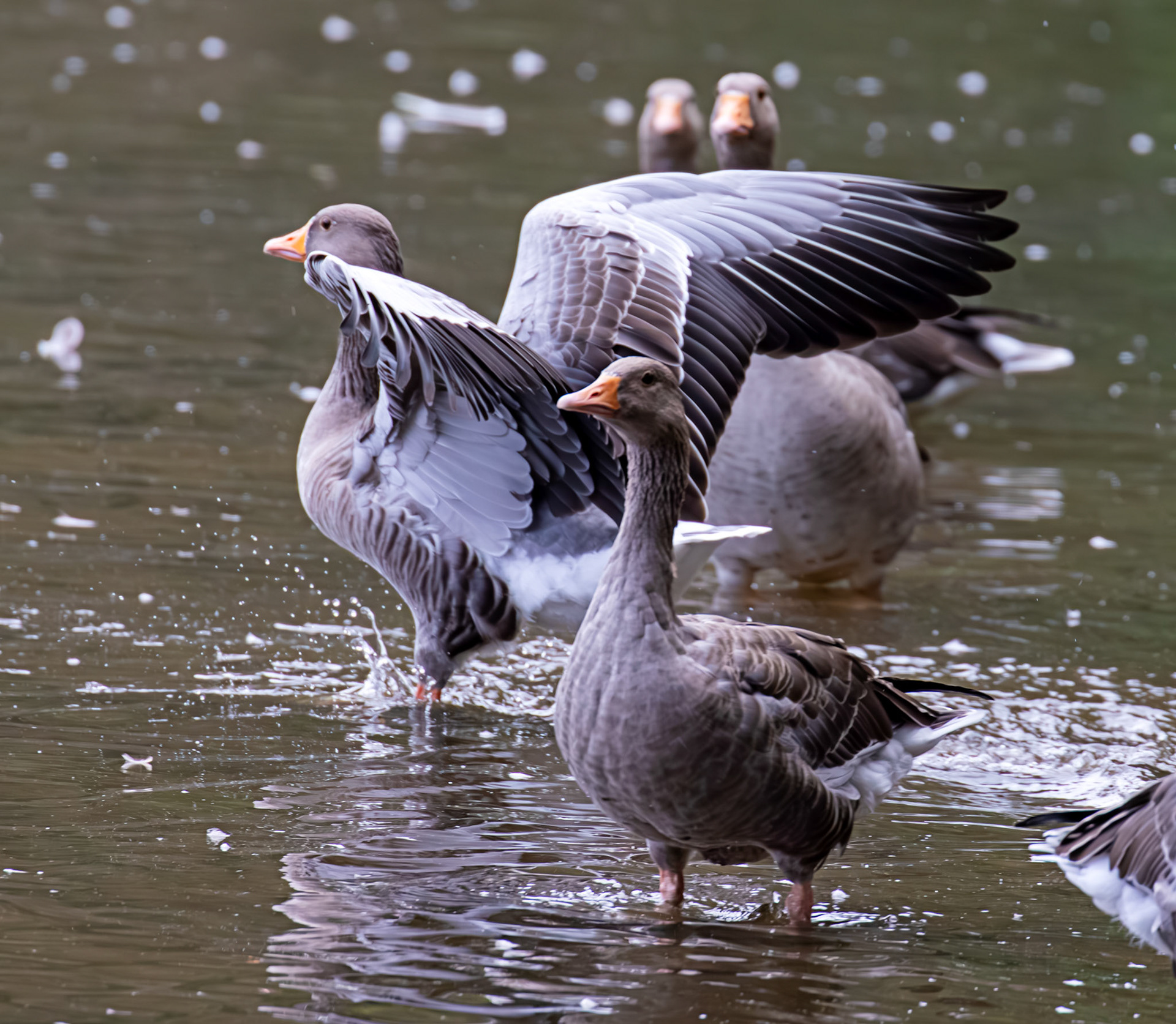 Greylag Geese at Beecraigs 24 September 2024