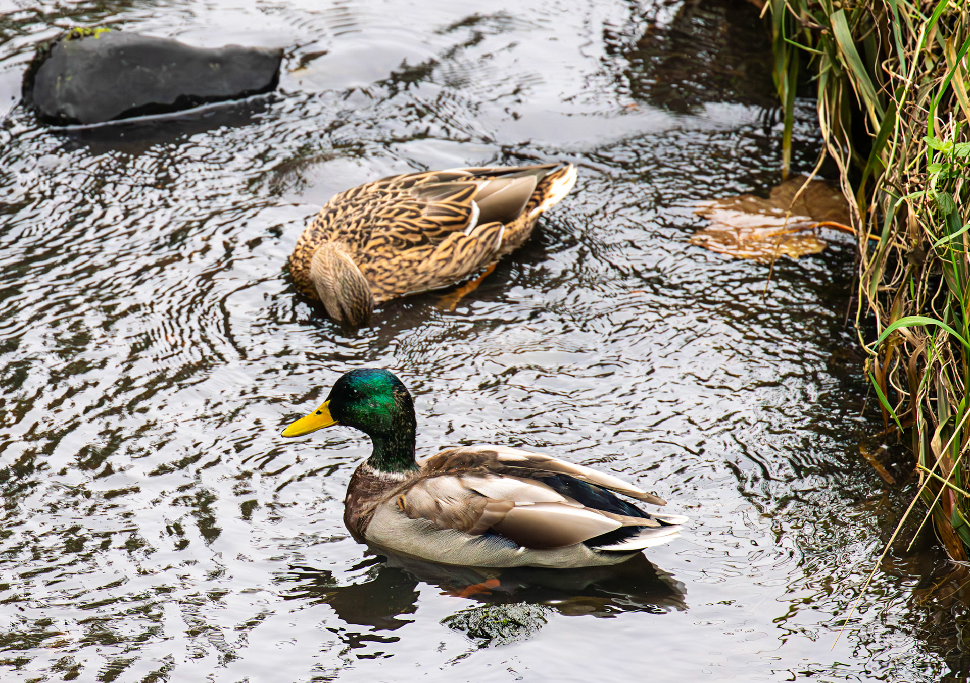 Mallard on the River Almond at Midcalder 23 Sept 2024