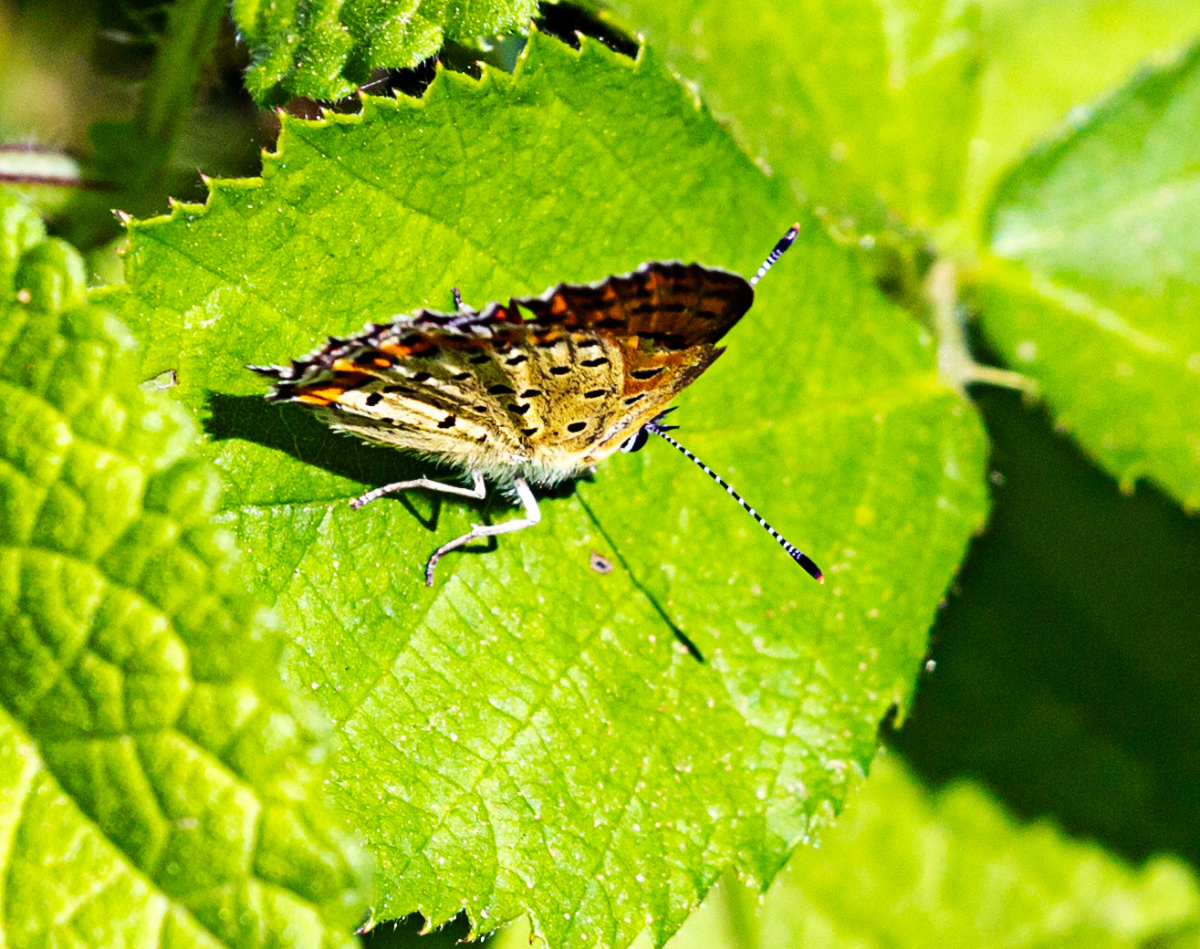 Monteriggioni 22 June 2024