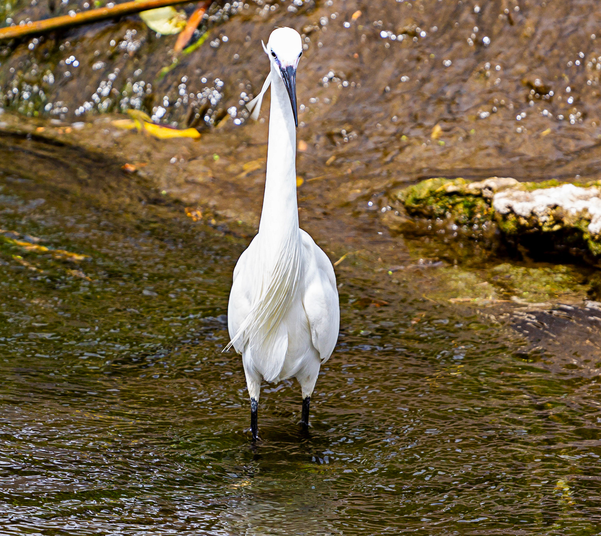 Little Egret at Villajoyosa (La Vila Joiosa) 21 March 2024