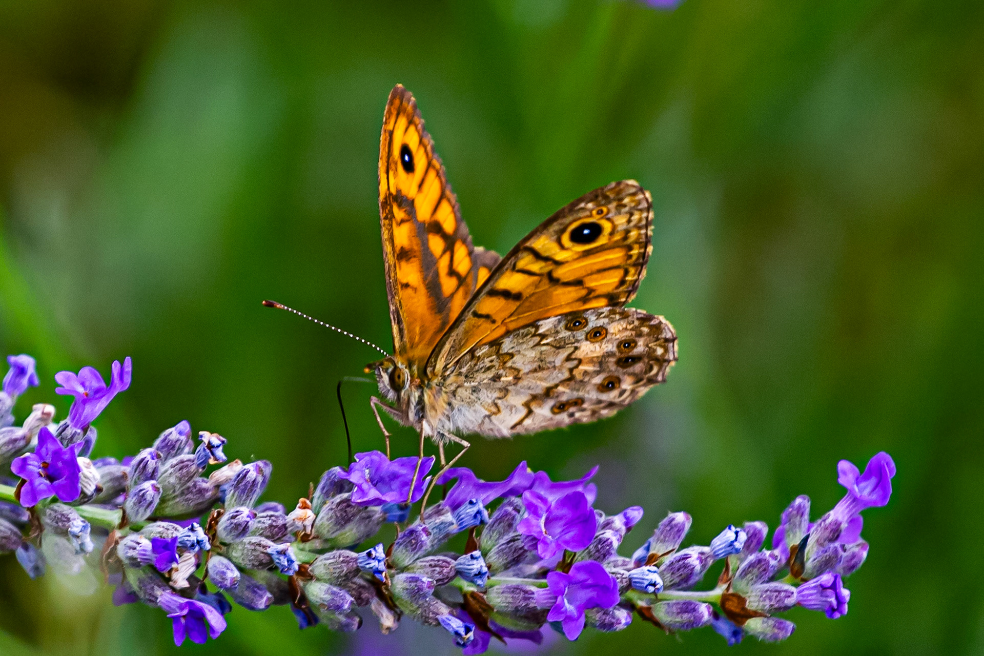 Butterflies in the Medici Fort - Siena 21 June 2024