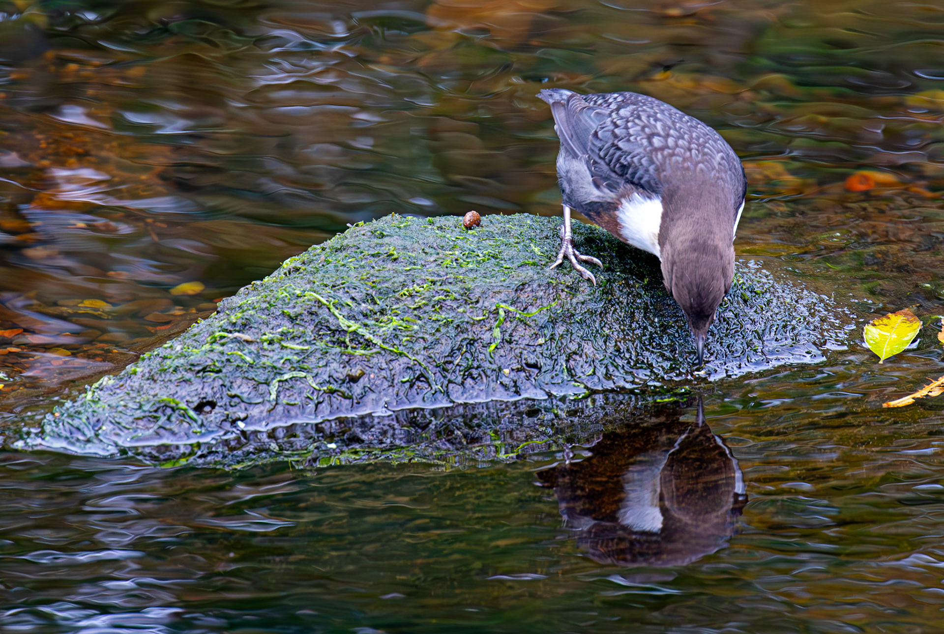 Largs 08 October 2024