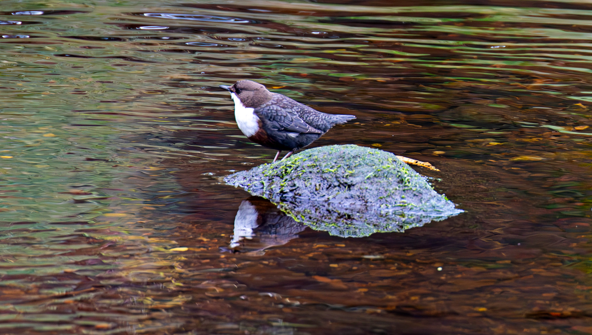 Largs 08 October 2024