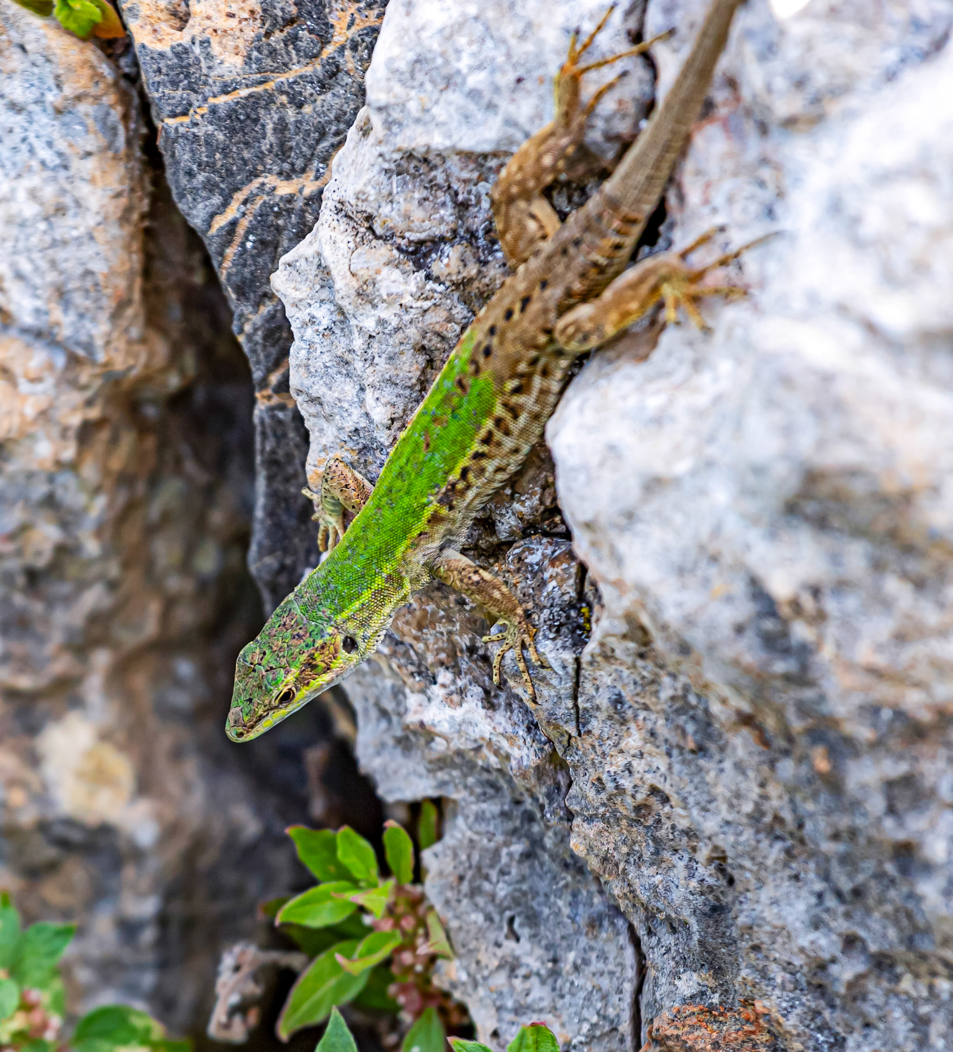 Monteriggioni 22 June 2024