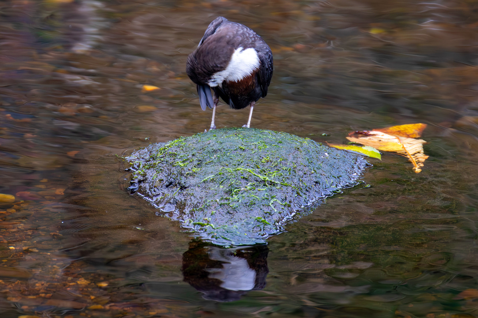 Largs 08 October 2024