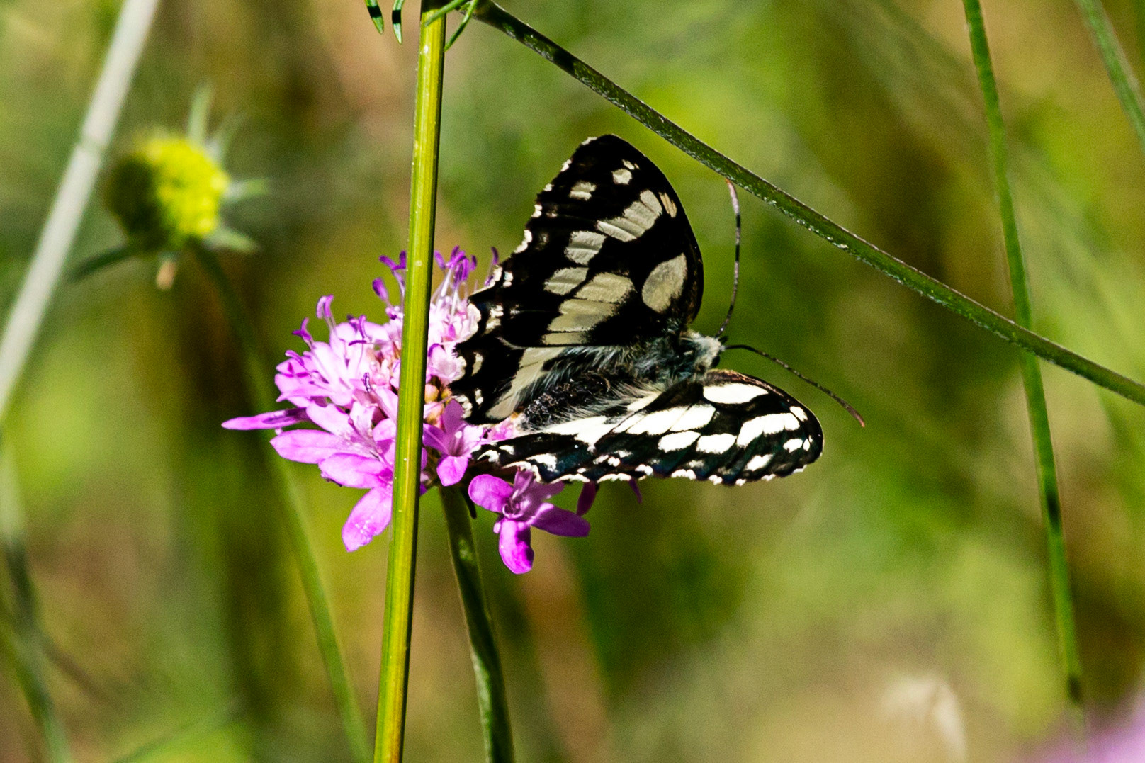 Monteriggioni 22 June 2024
