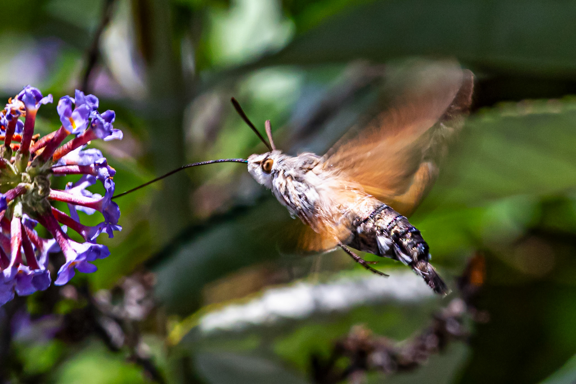 Humming Bird Hawk Moth - Siena 26 June 2024