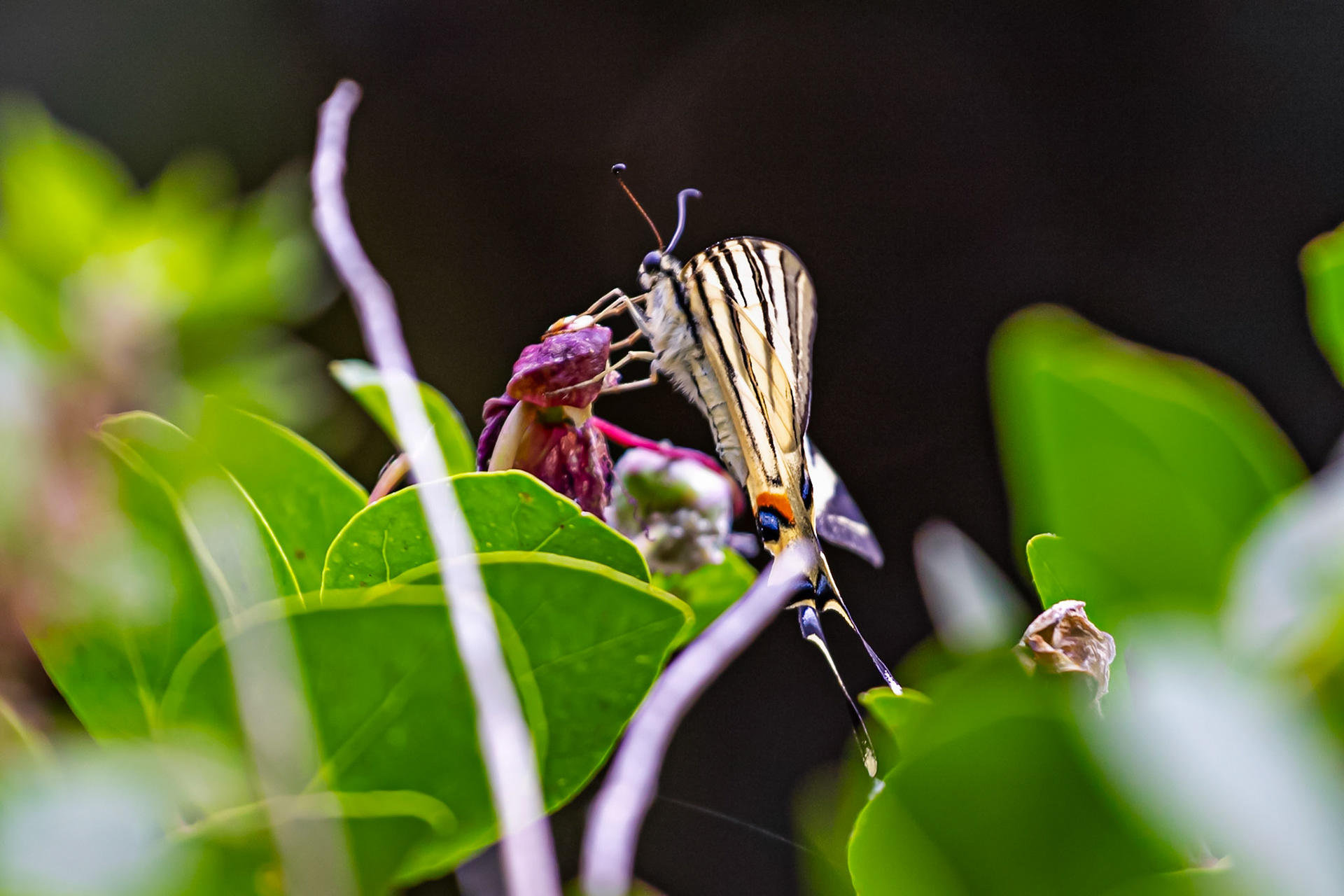Scarce Swallowtail in the Medici Fort - Siena 21 June 2024