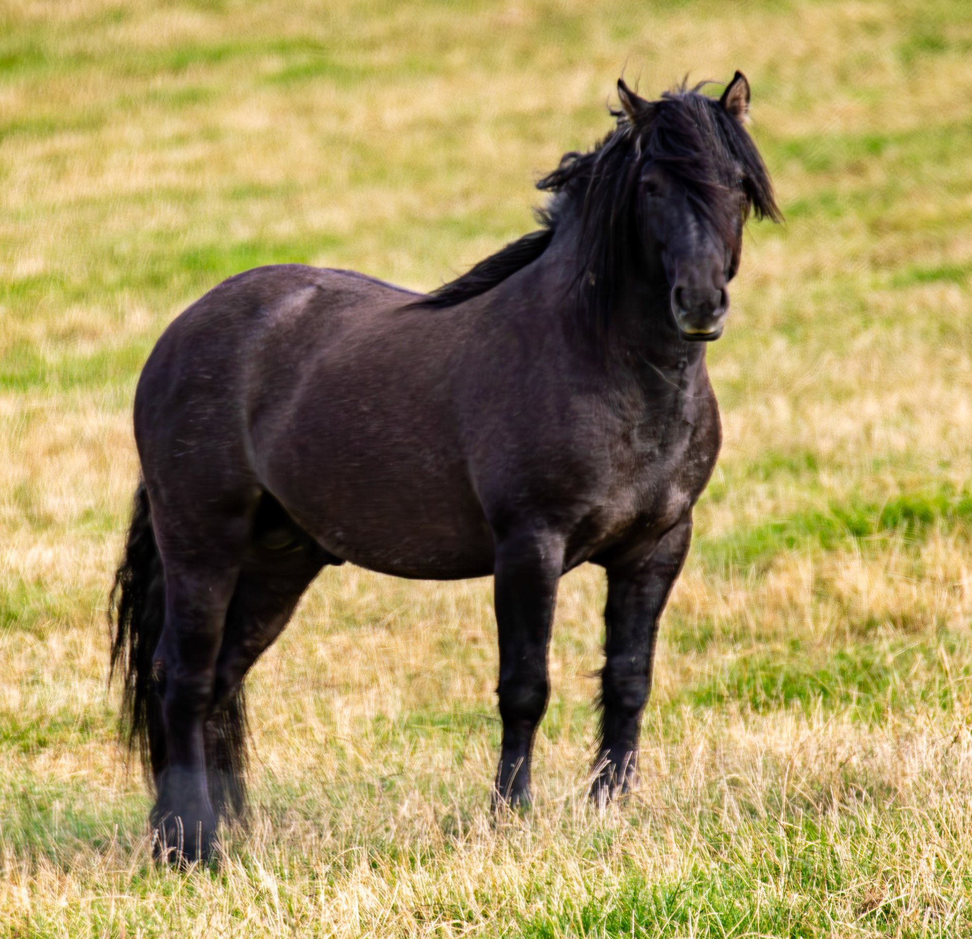 Horse near Thurston Mains 29 Sept 2024