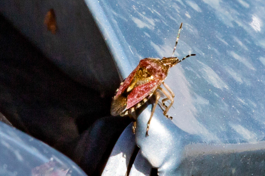 Shield Bug - Siena 26 June 2024