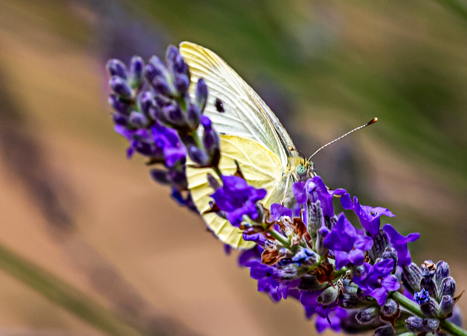 Butterflies in Siena Botanics 19 June 2024