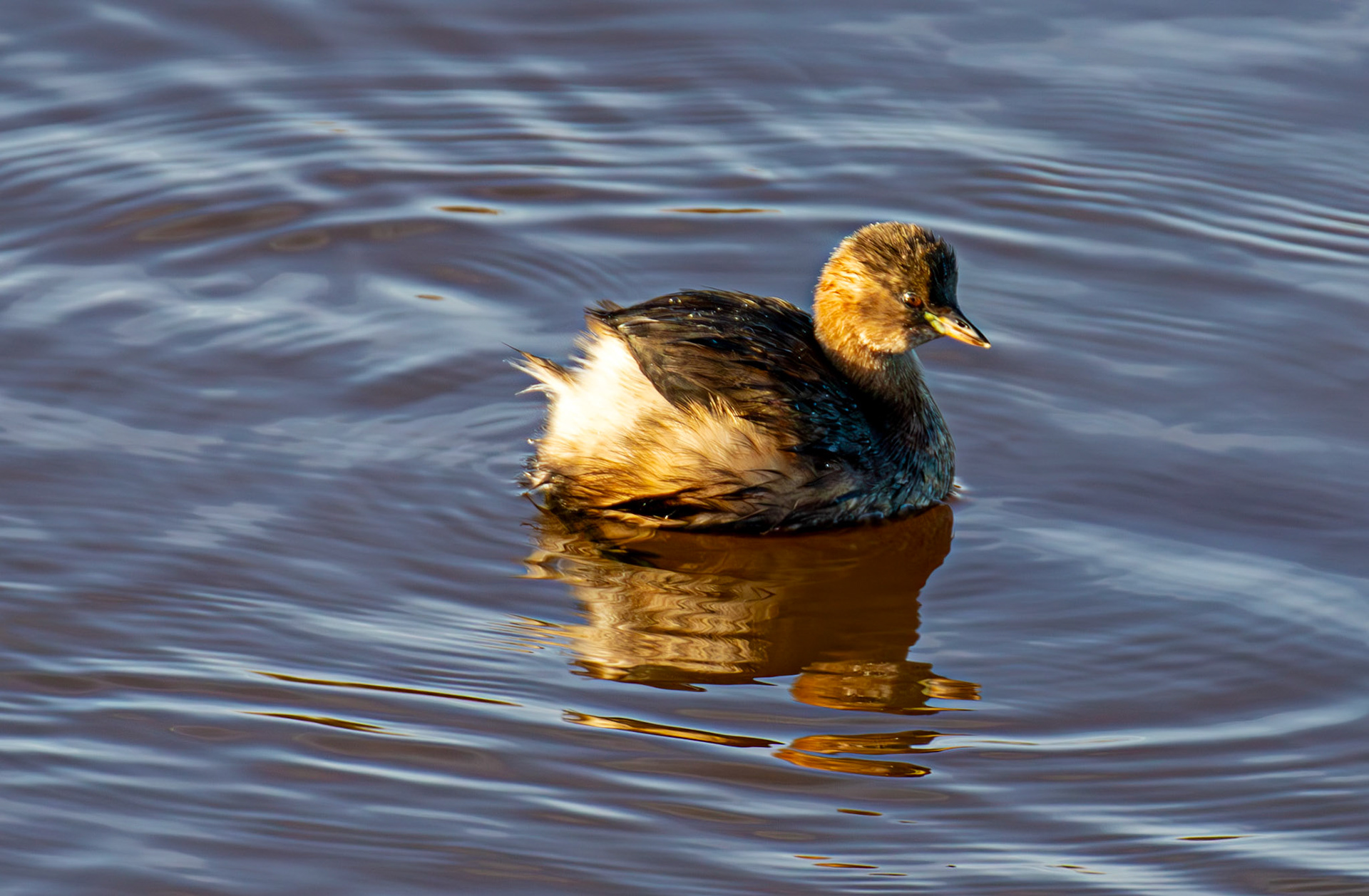 Little Grebe, River Esk Musselburgh 18 November 2024