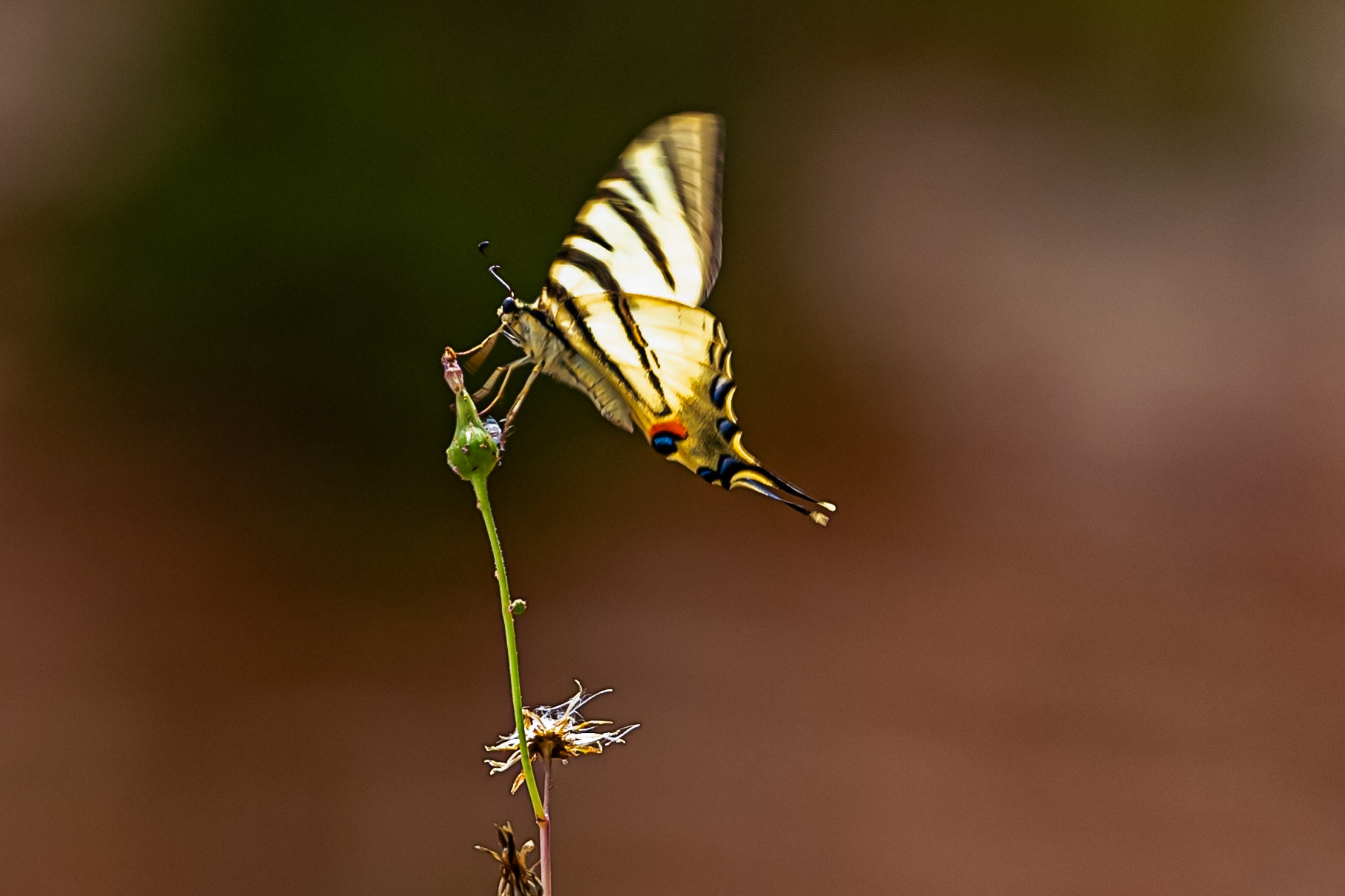 Scarce Swallowtail in the Medici Fort - Siena 21 June 2024