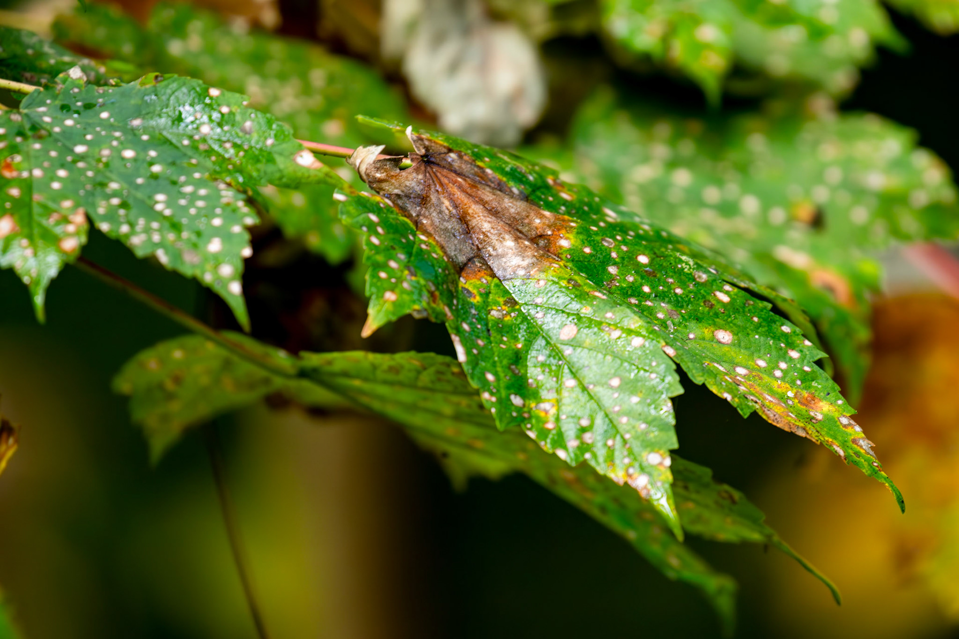 Beecraigs 24 September 2024