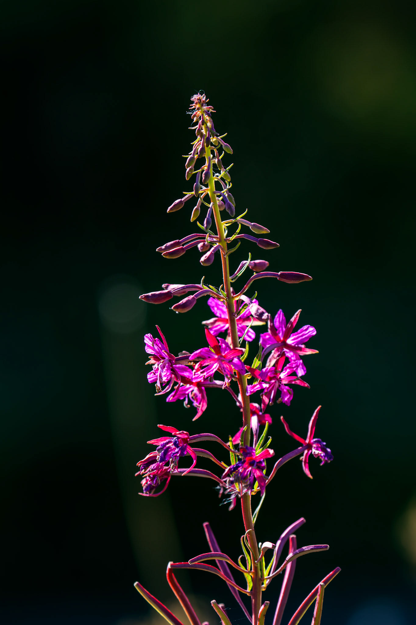 The Knock 12 Sept 2024