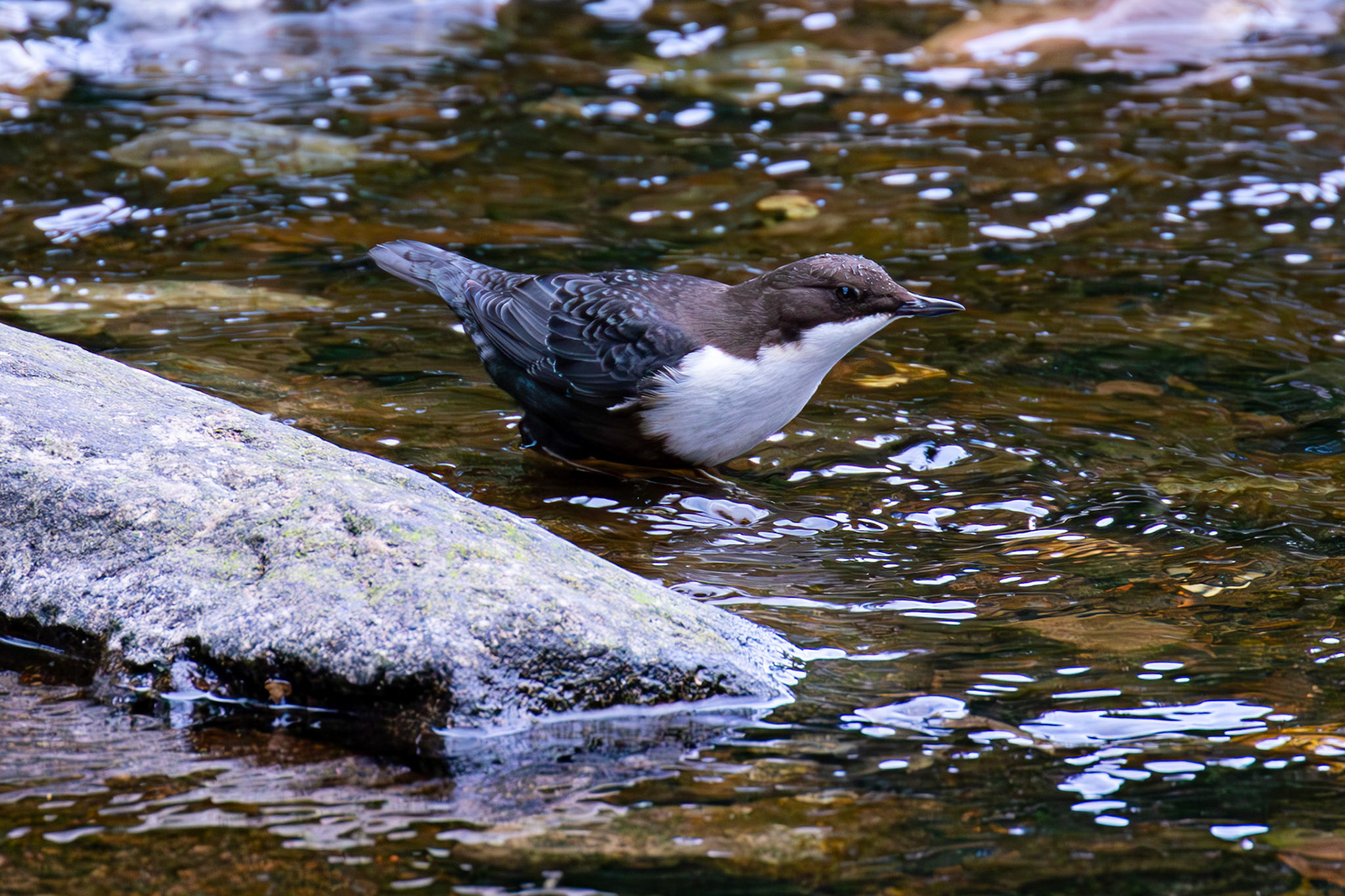 Largs 08 October 2024