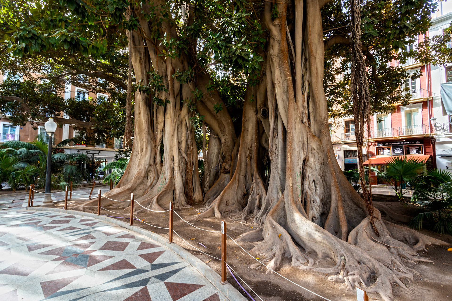 Ficus macrophylla - Mangrove Trees in Alicante Squares 20 March 2024