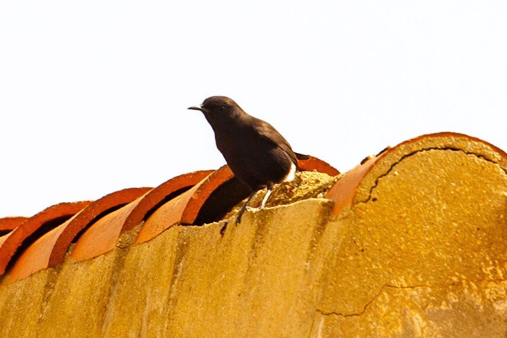 Santa Cruz, Alicante 19 March 2024