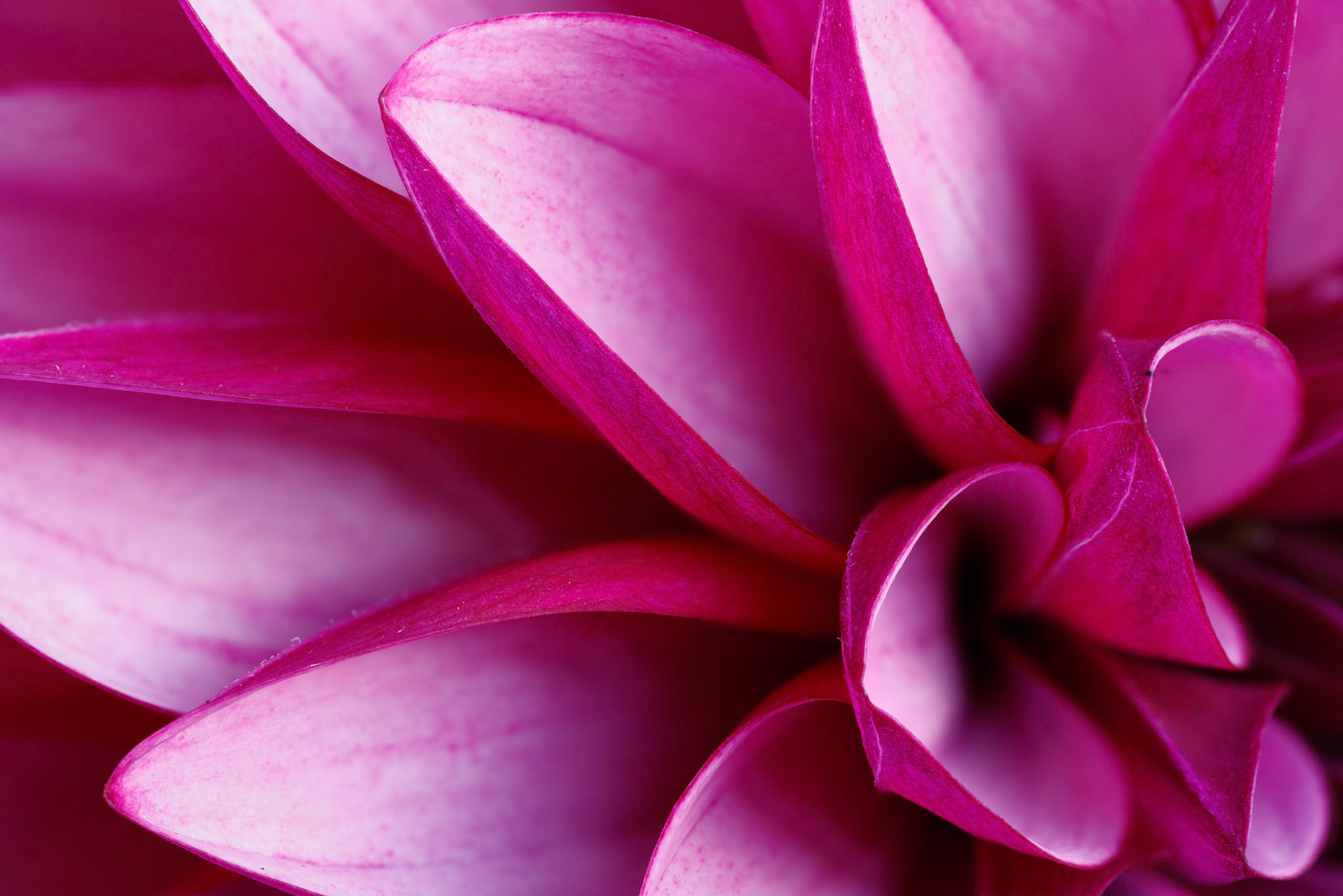 Dahlia bloom close-up