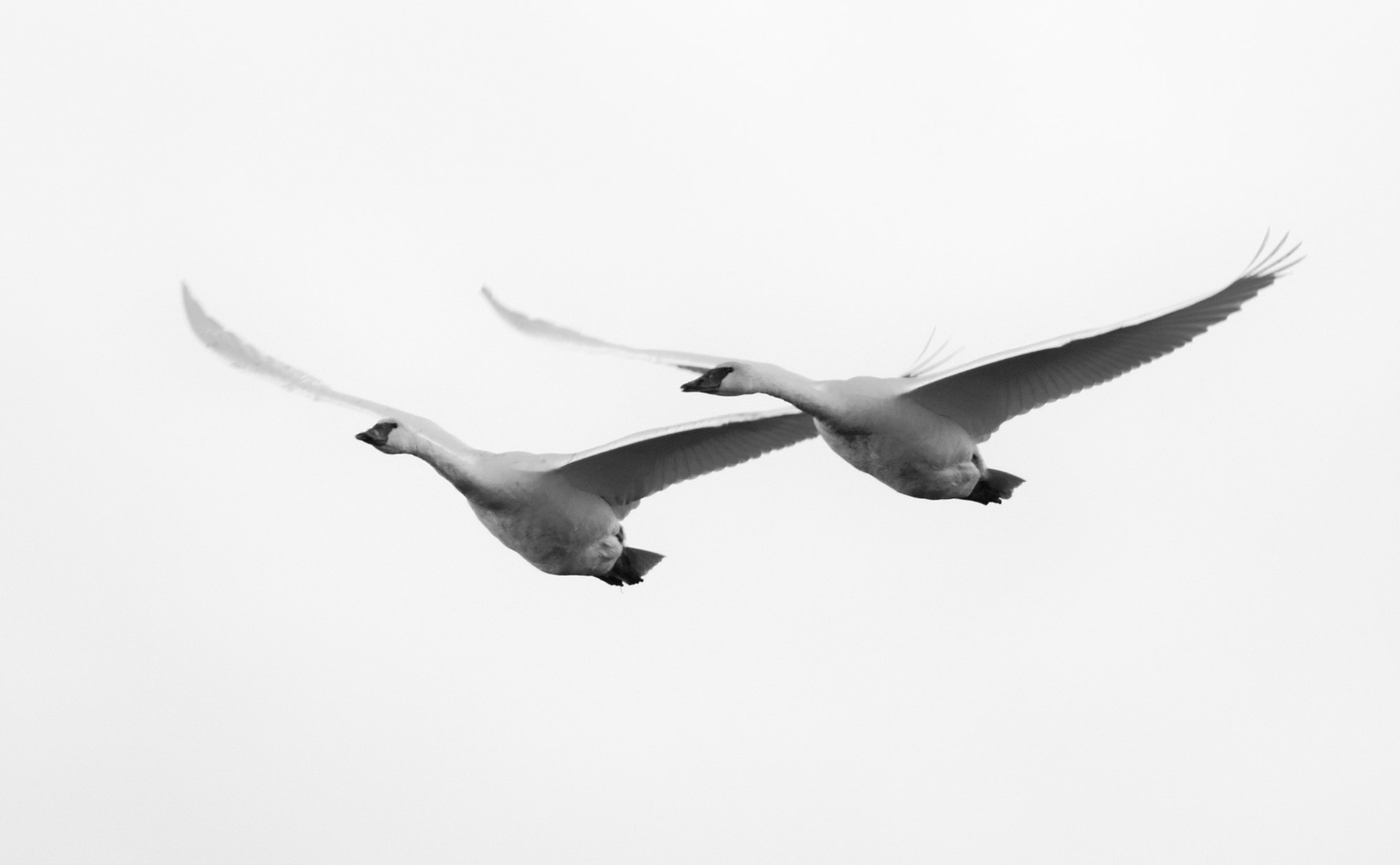 Formation flying, Skagit Valley (WA State)g