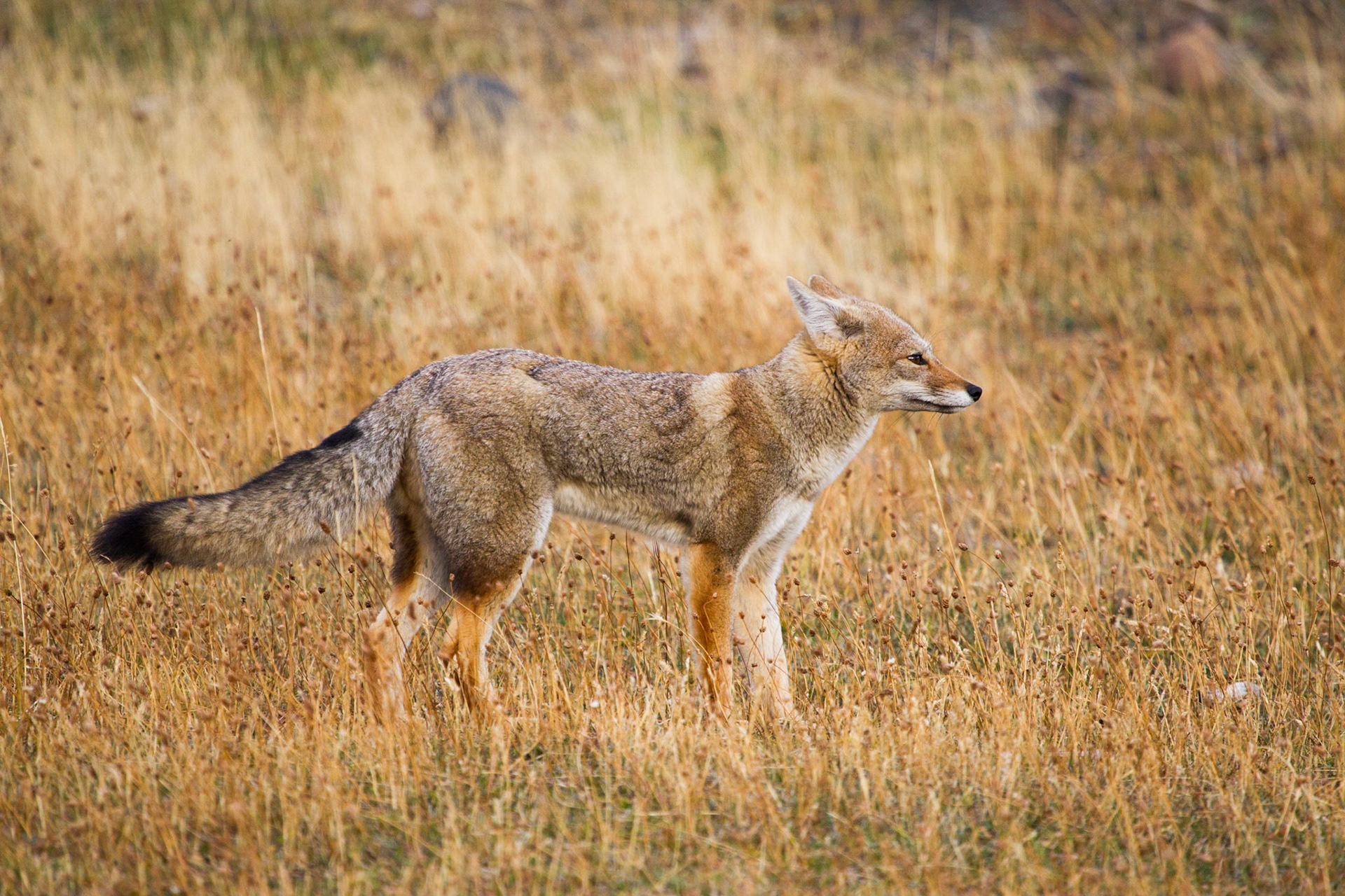 Patagonia fox on alert, Chile