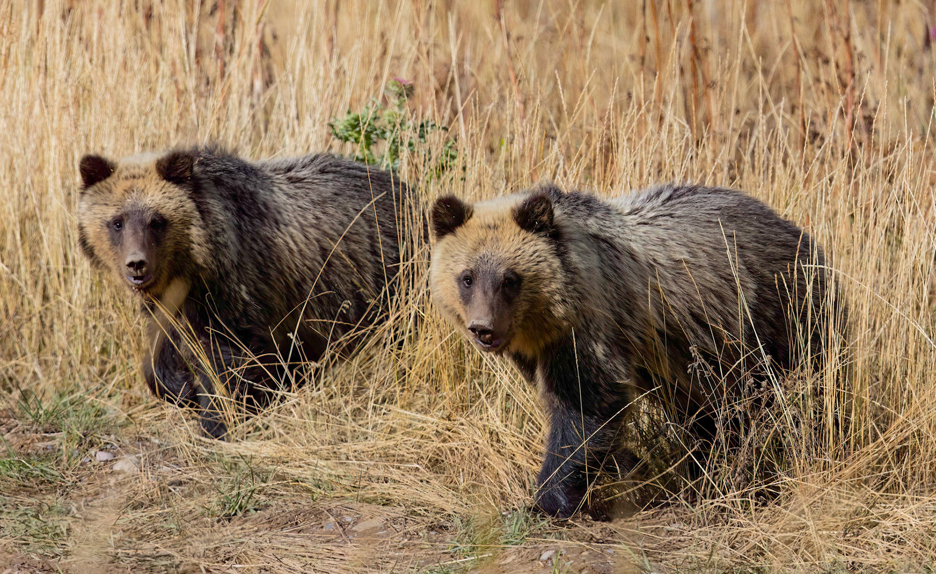 Grizzlies in the grass, Yellowstone NP