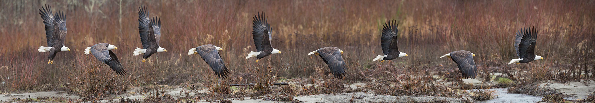 Eagle in flight