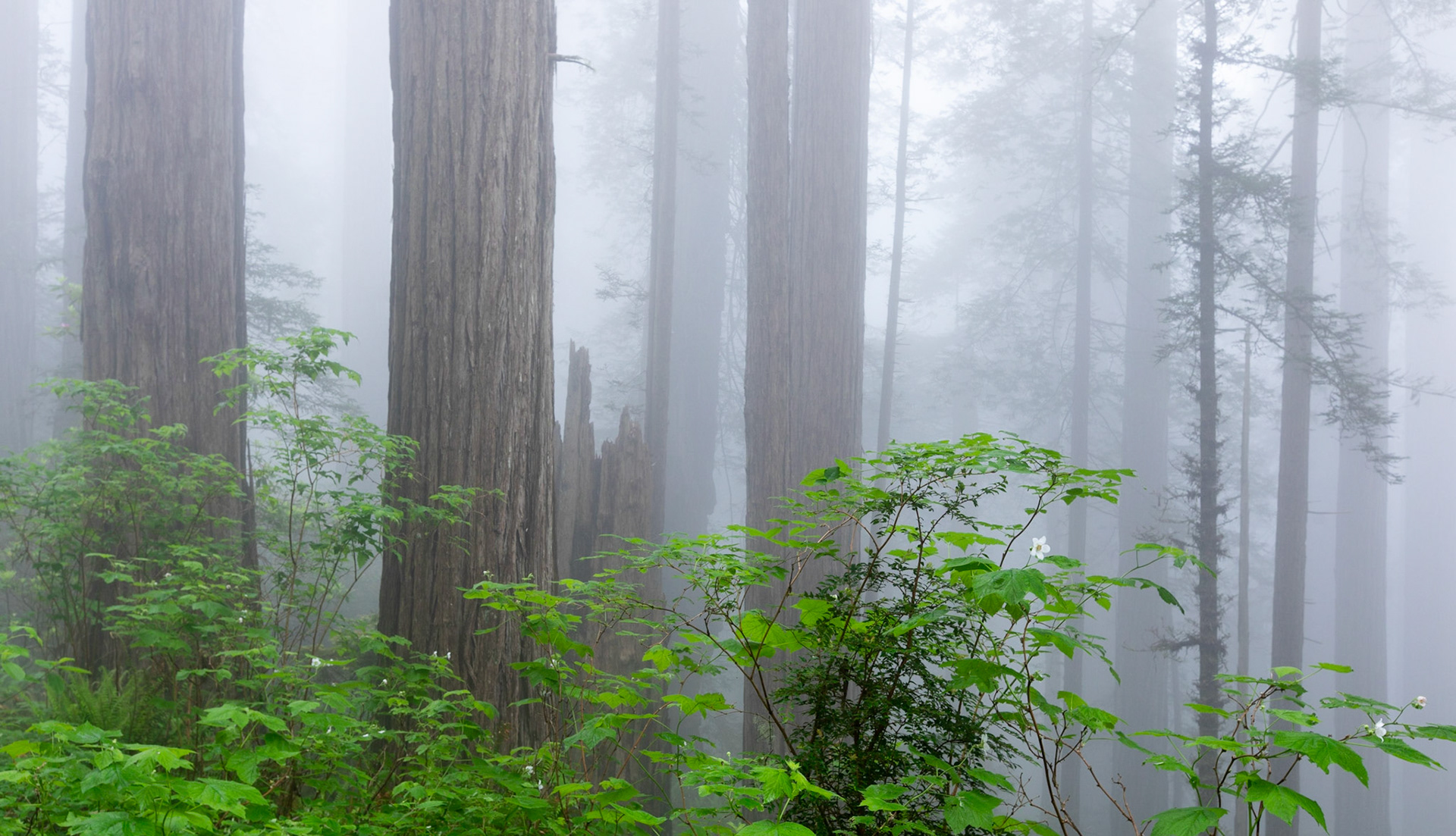 Redwood National Park, California