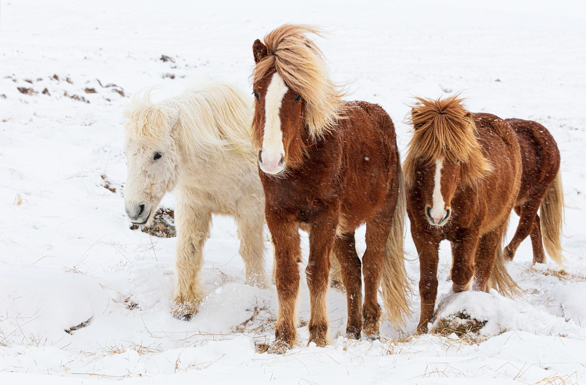 Icelandic horses on a snowy day