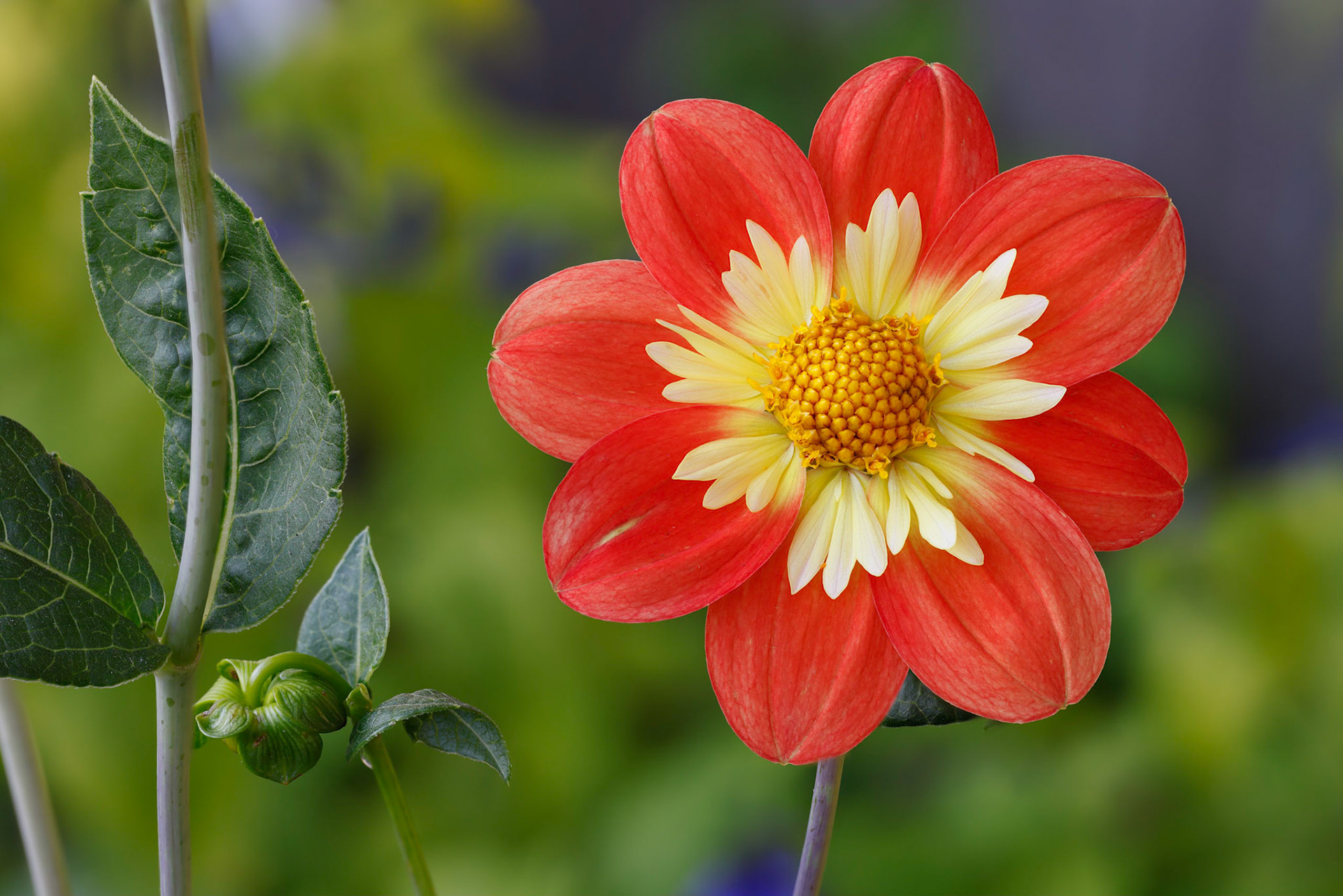 Solitary dahlia