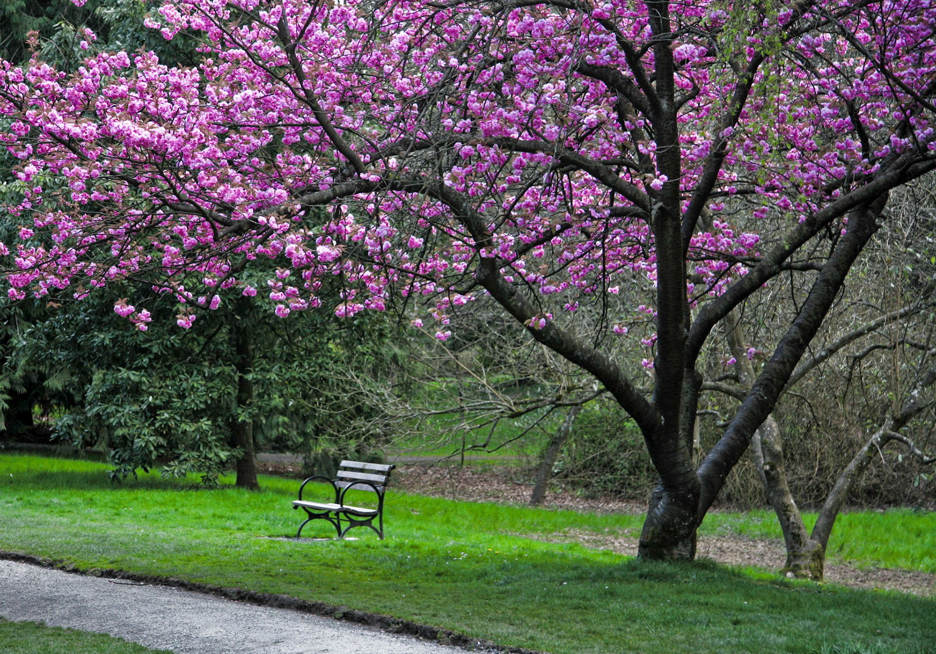Springtime in the arboretum