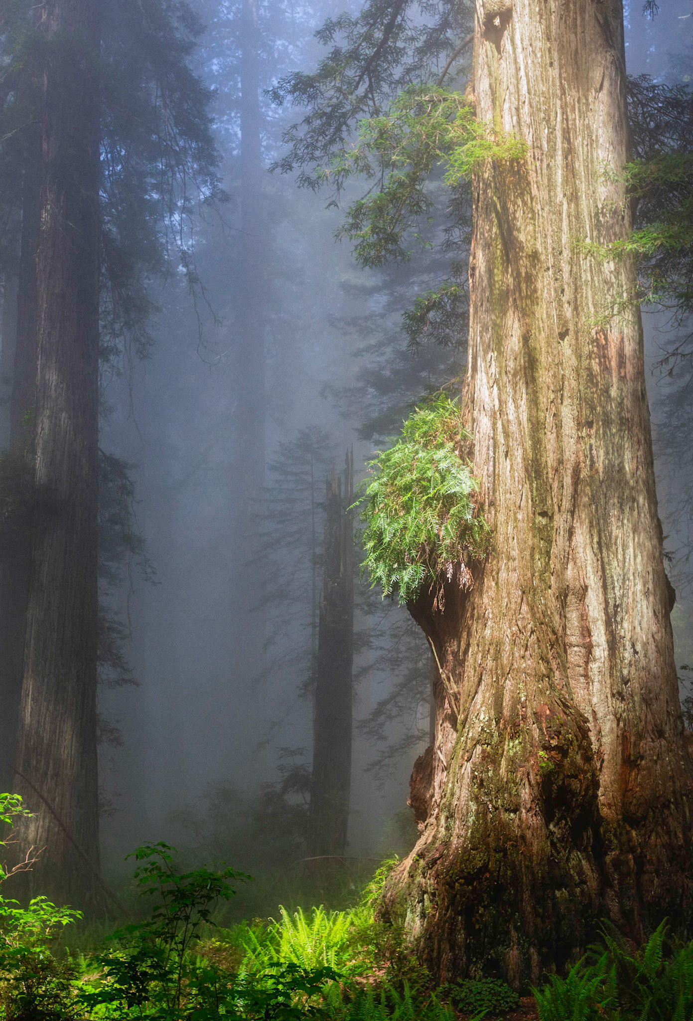 Fog and redwoods, California's coastal Redwoods areag