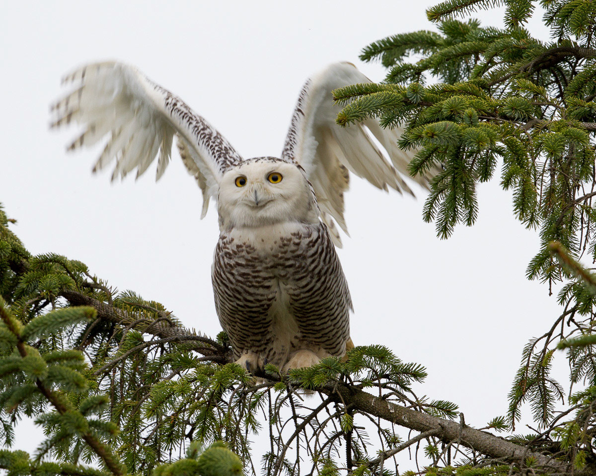 Snowy owl takeoff, Ocean Shores (WA State)