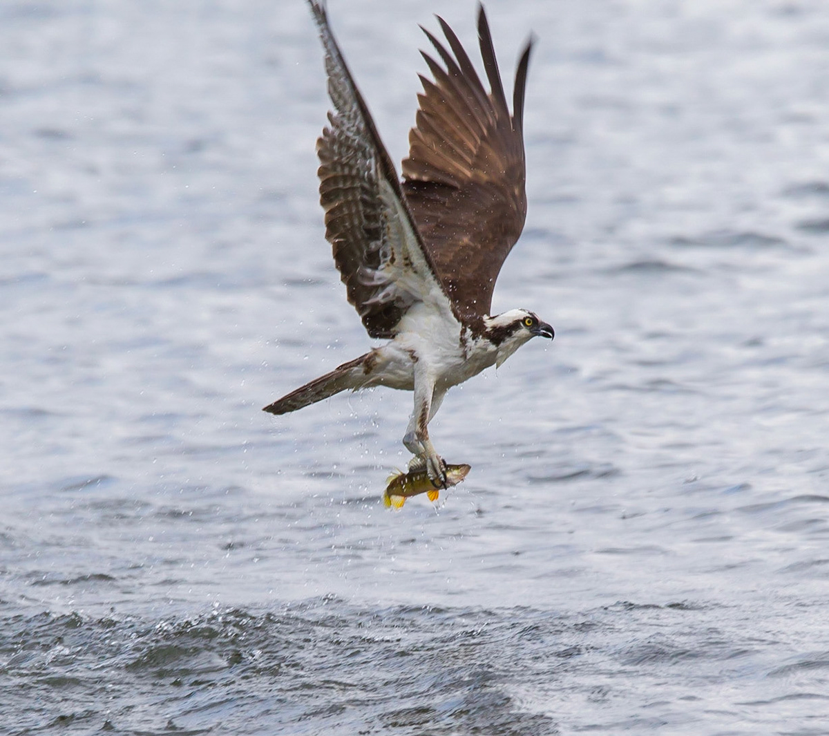 Osprey and dinner, Seattle