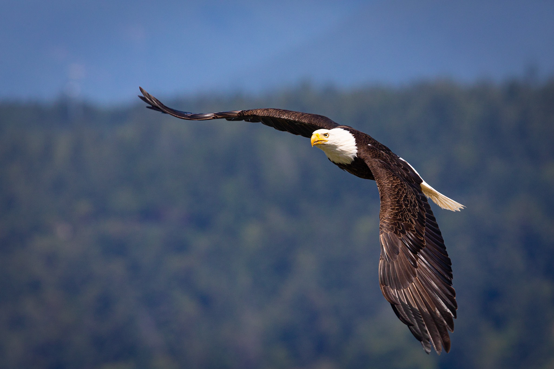 Eagle in flight, Seabeck (WA State)