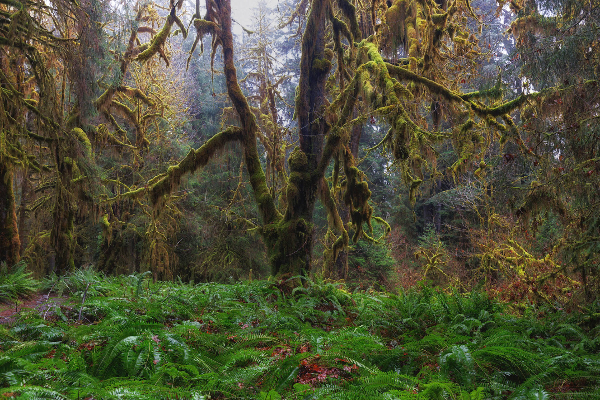 Rain forest, Olympic National Park