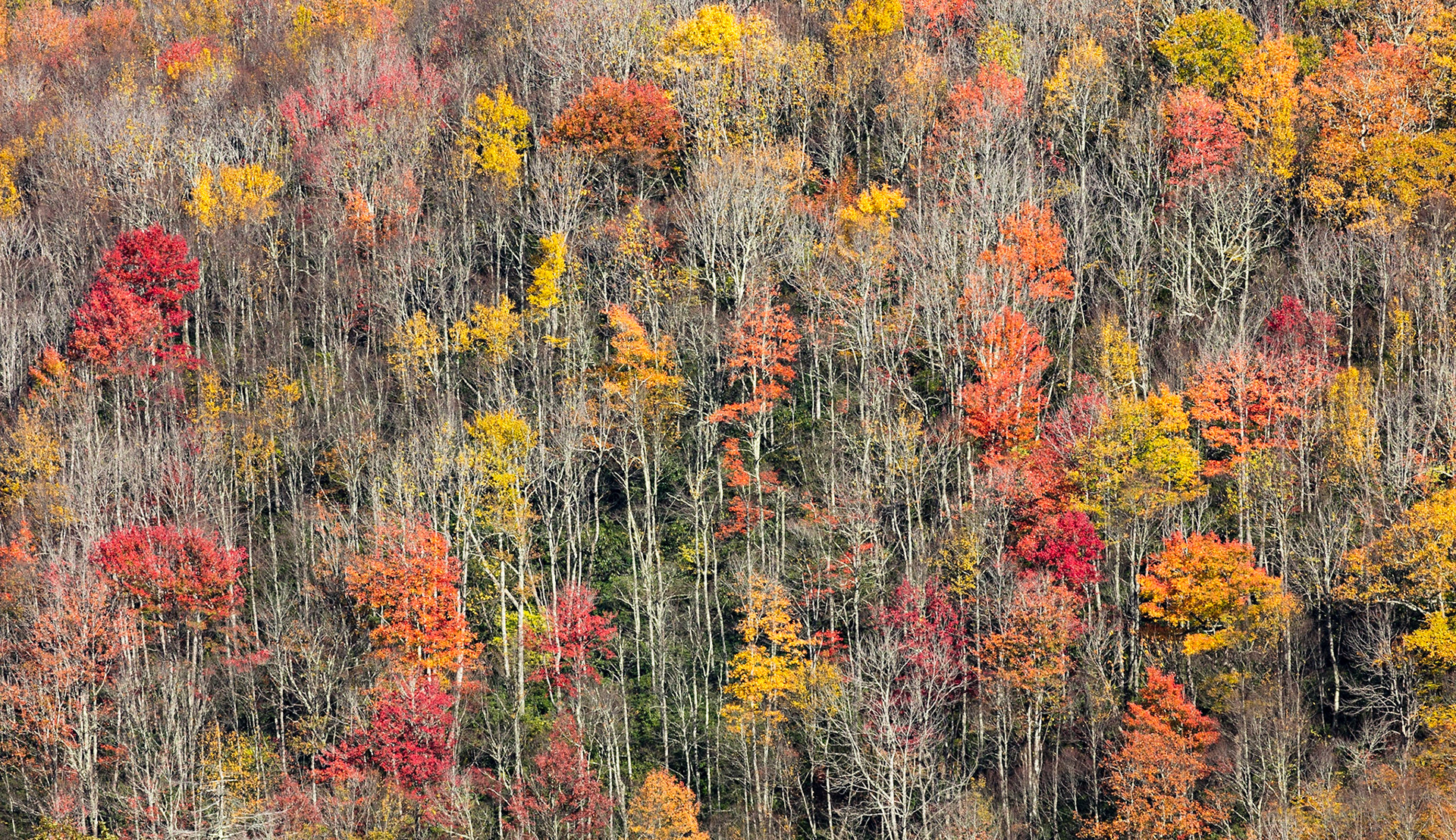 Colorful hillside, Smoky Mountains NP