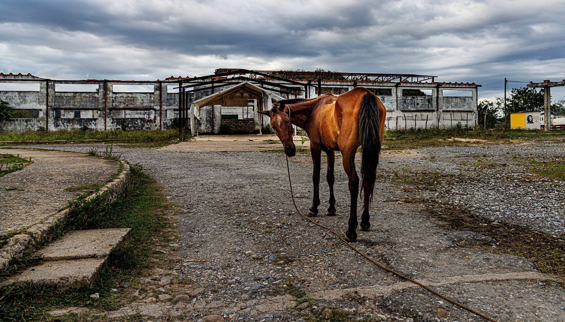 Lonely horse, Vinales