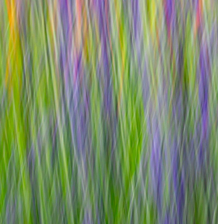 Green stems and lavender plant