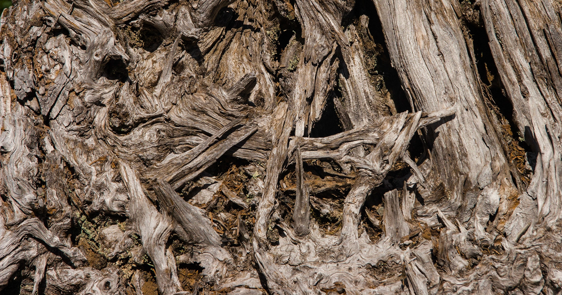 Tree trunk detail, Mt Ranier NP (WA State)
