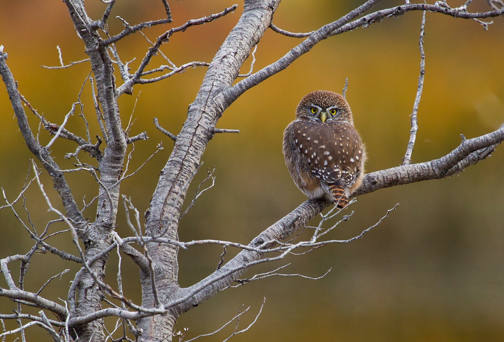 Austral pygmy owl, Patagonia (Chile)