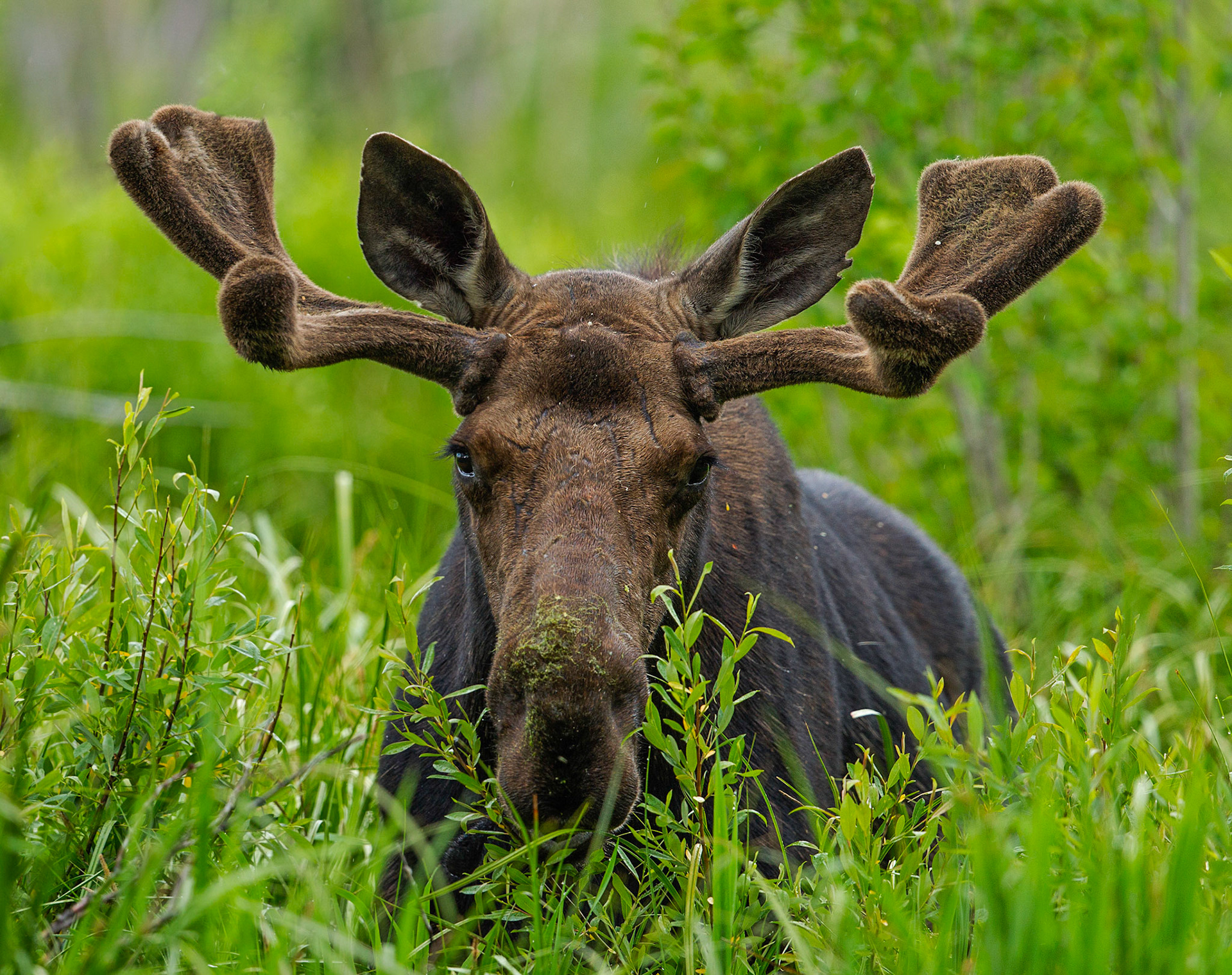 Staring Moose, Wyoming