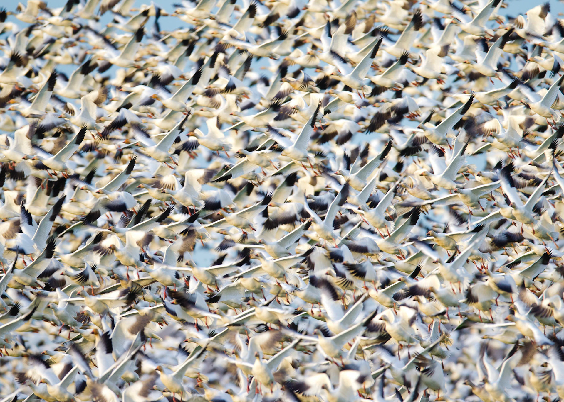 Snow geese take flight
