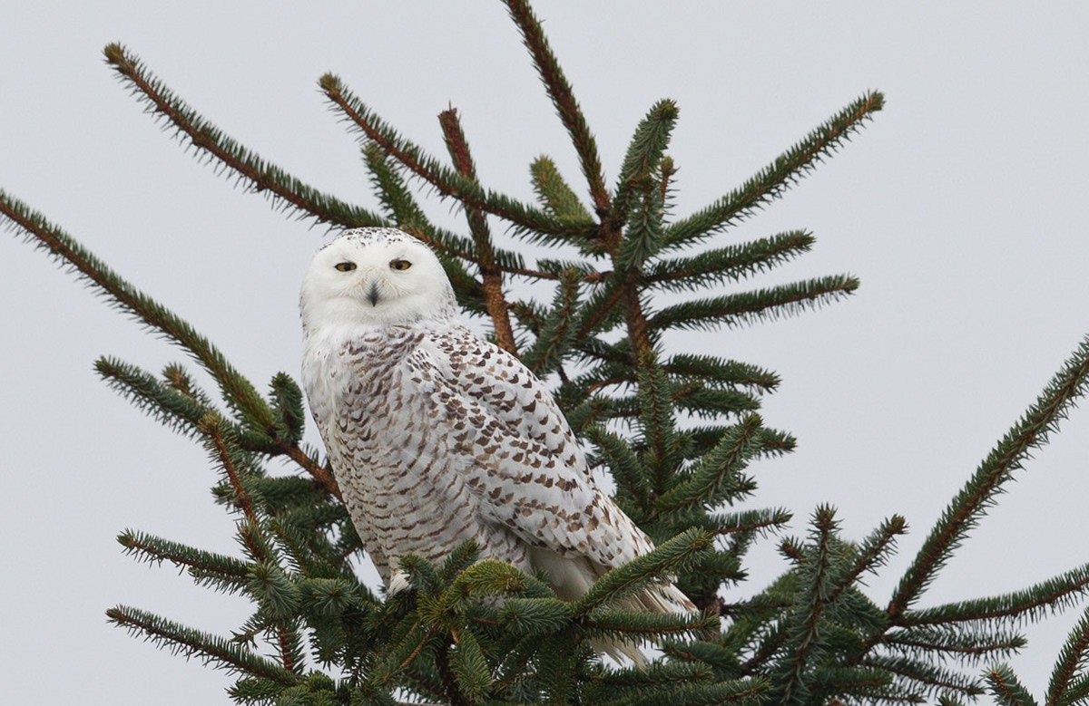 Snowy owl, Ocean Shores (WA State)