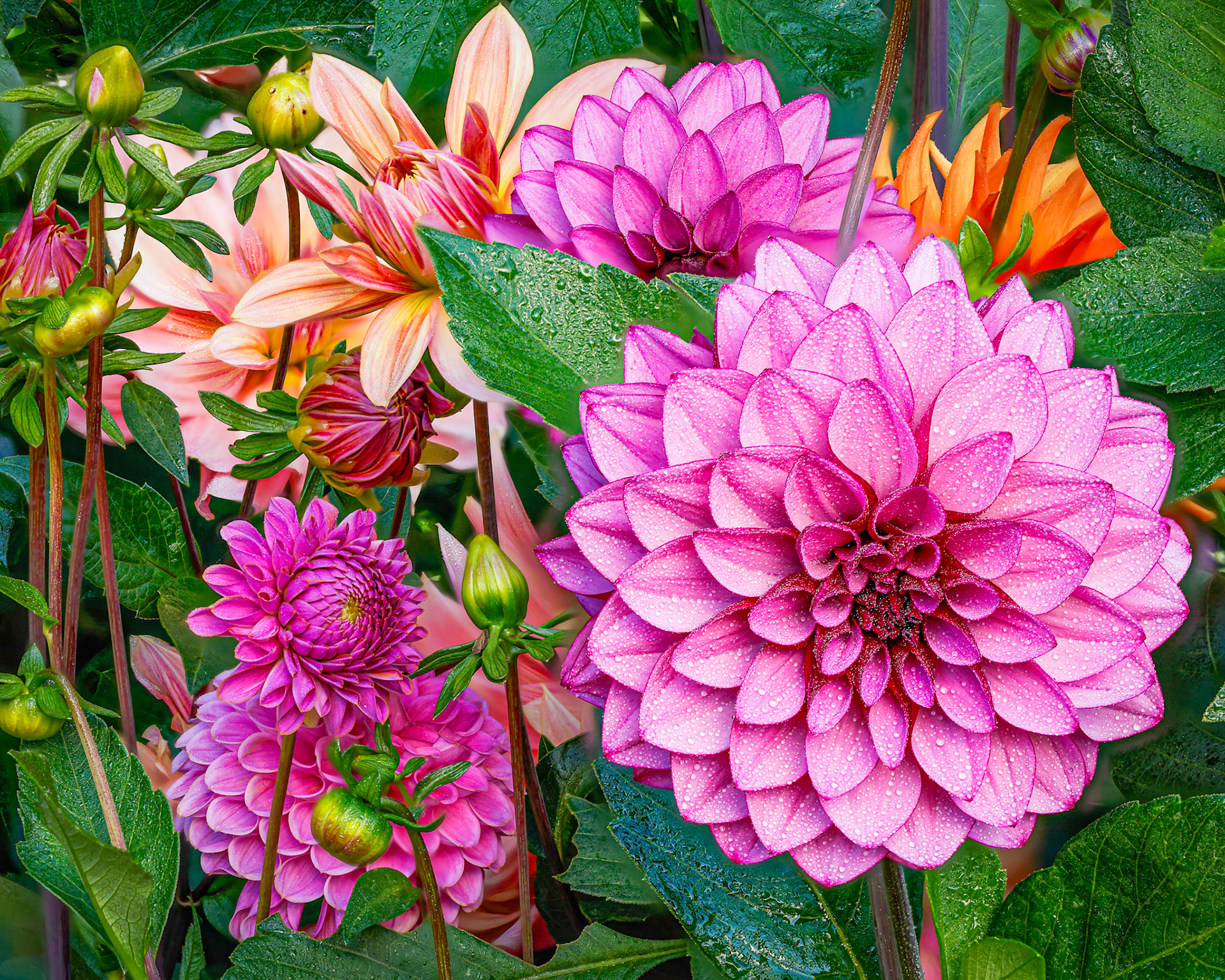 Dahlias in full bloom