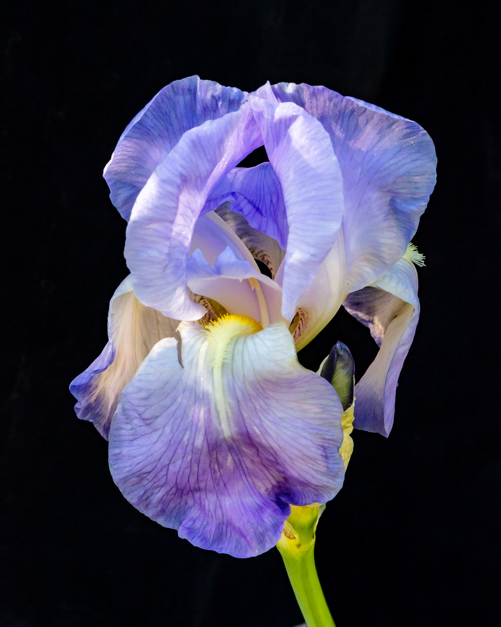 Iris in bloom